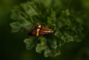 General control services in Indore